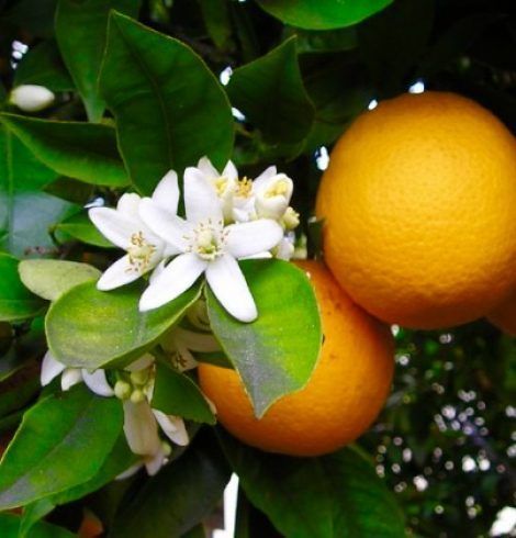 La historia de la naranja entera